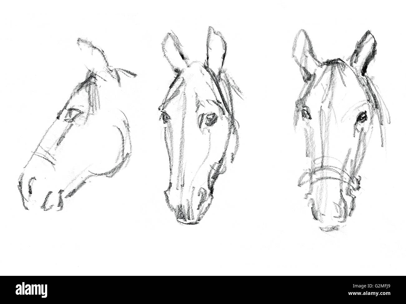 Three heads of horses Stock Photo