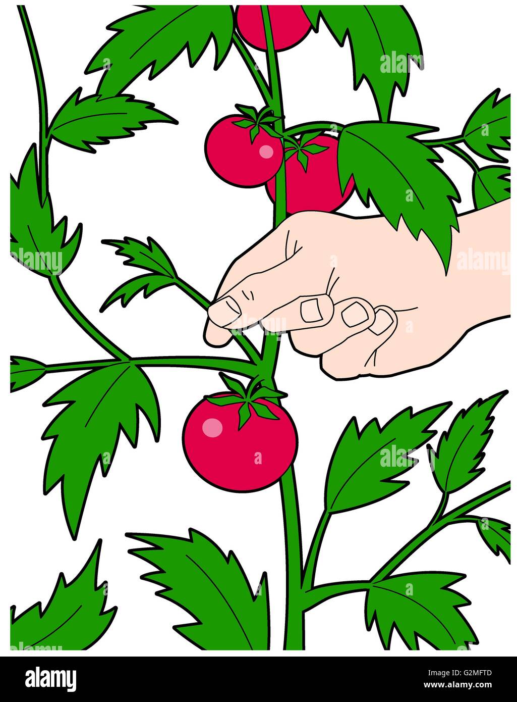 Hand touching stem of tomato plant Stock Photo Alamy