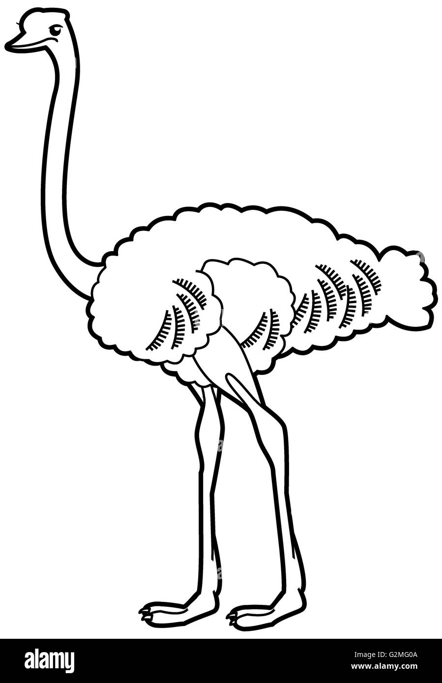 Ostrich on white background Stock Photo - Alamy
