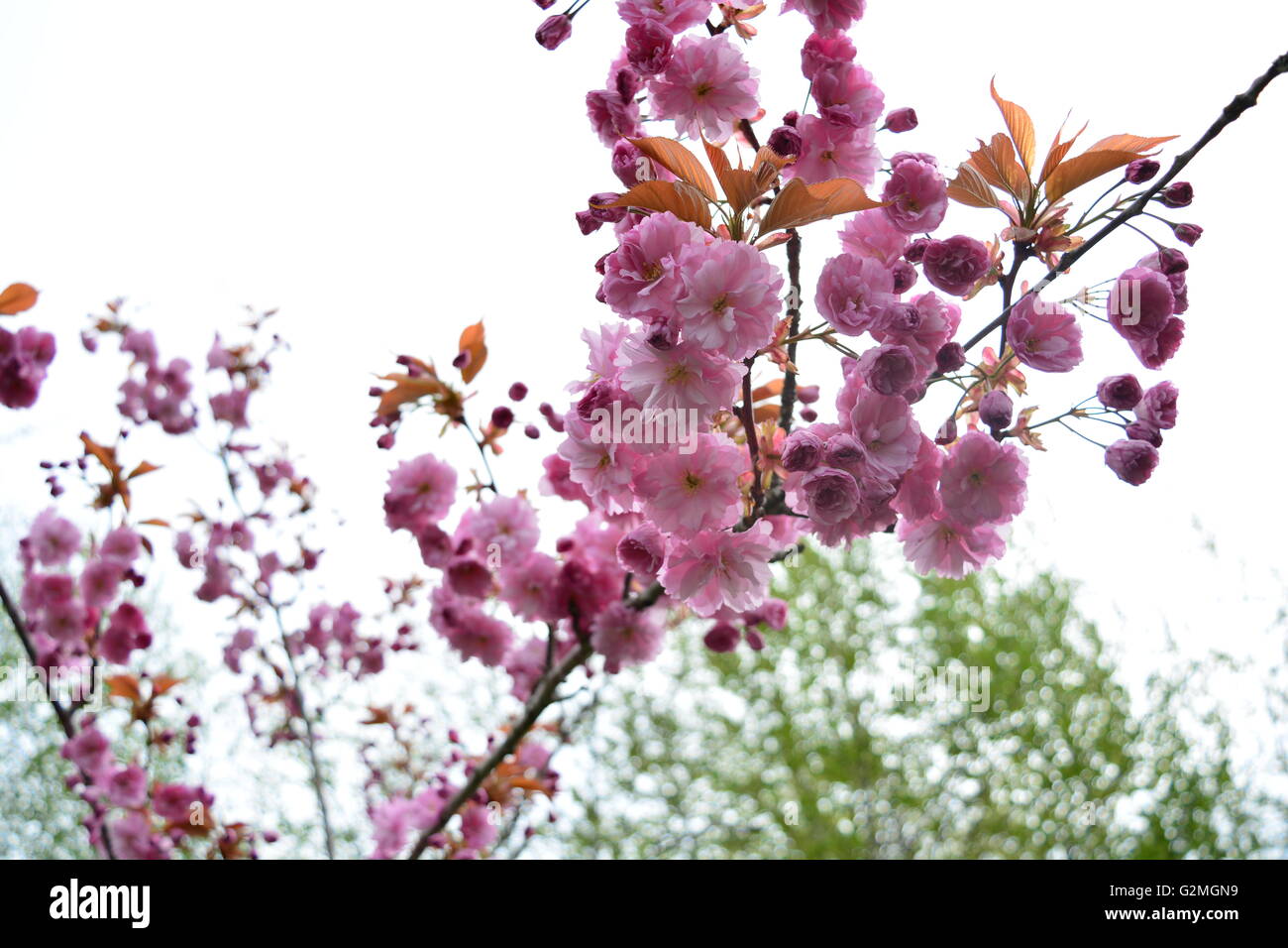Pink blossoms Stock Photo