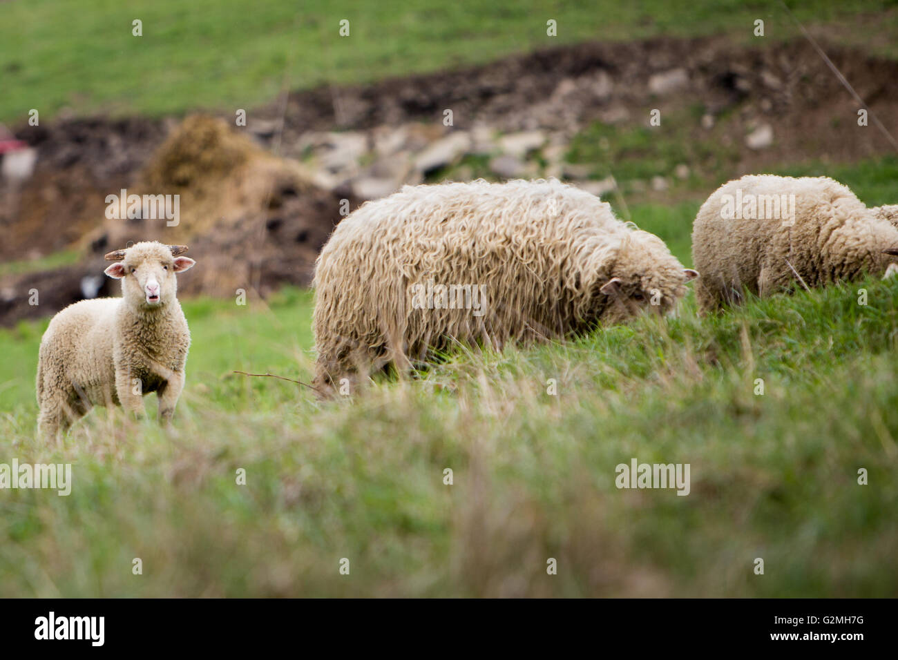 Sheep at the meadow Stock Photo - Alamy