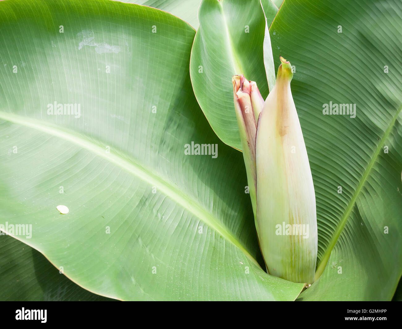 Dwarf kind of banana with banana blossom Stock Photo