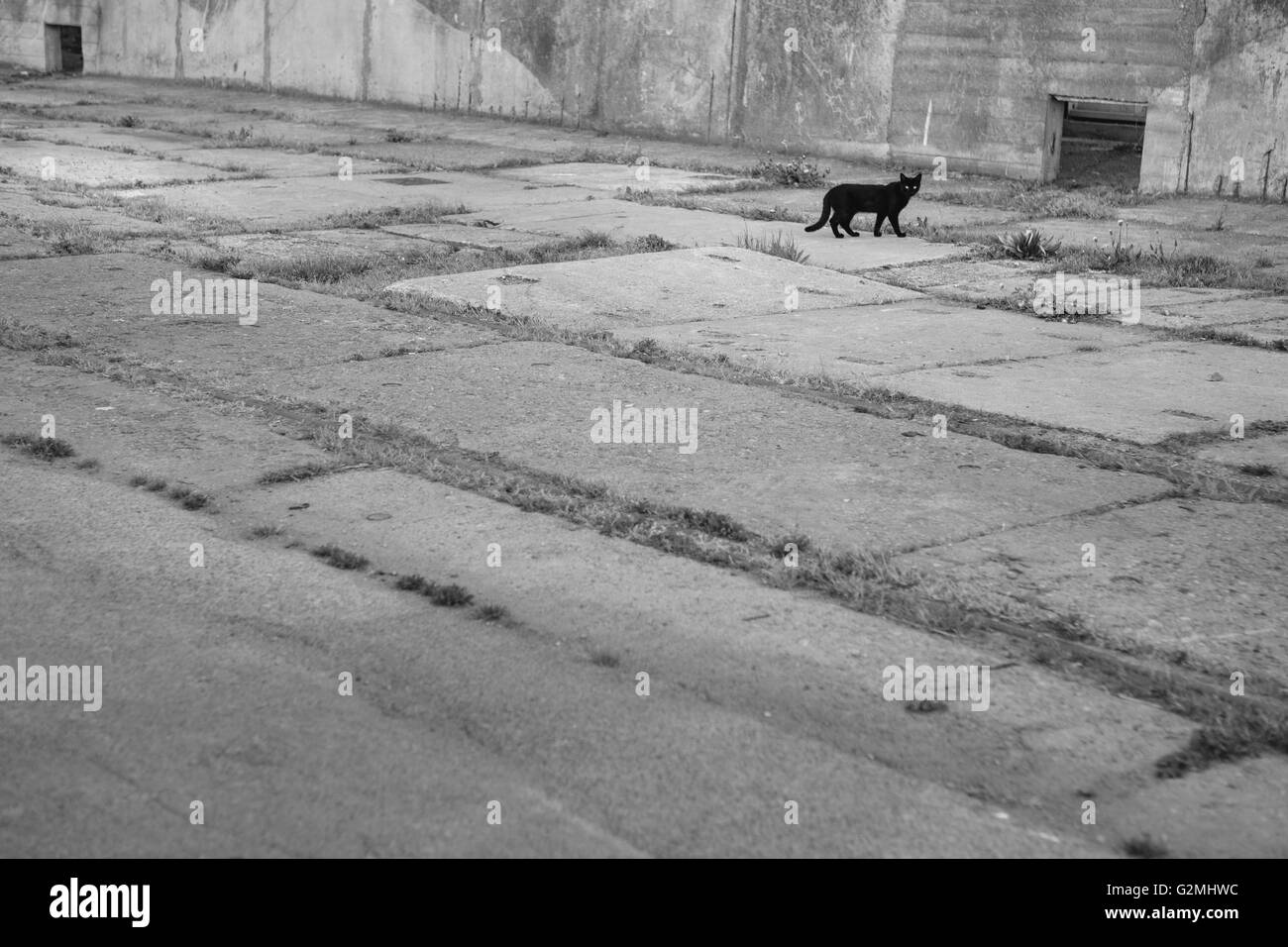 Cat living in port Stock Photo