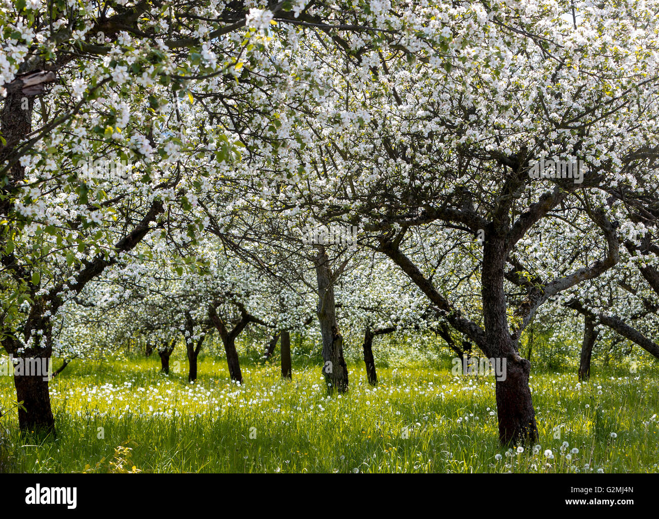 Apple tree fruits in spring hi-res stock photography and images - Alamy