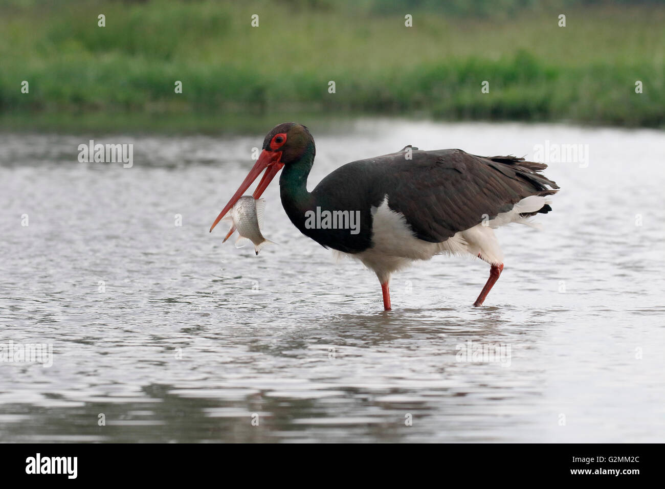 Black stork, Ciconia nigra, single bird in water, Hungary, May 2016 Stock Photo