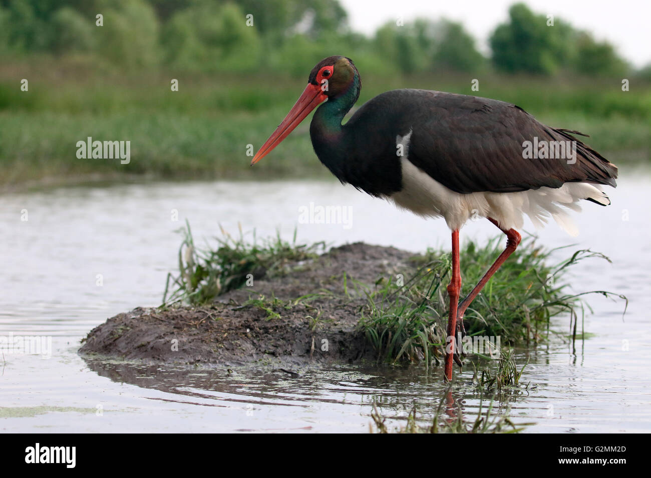 Black stork, Ciconia nigra, single bird in water, Hungary, May 2016 Stock Photo