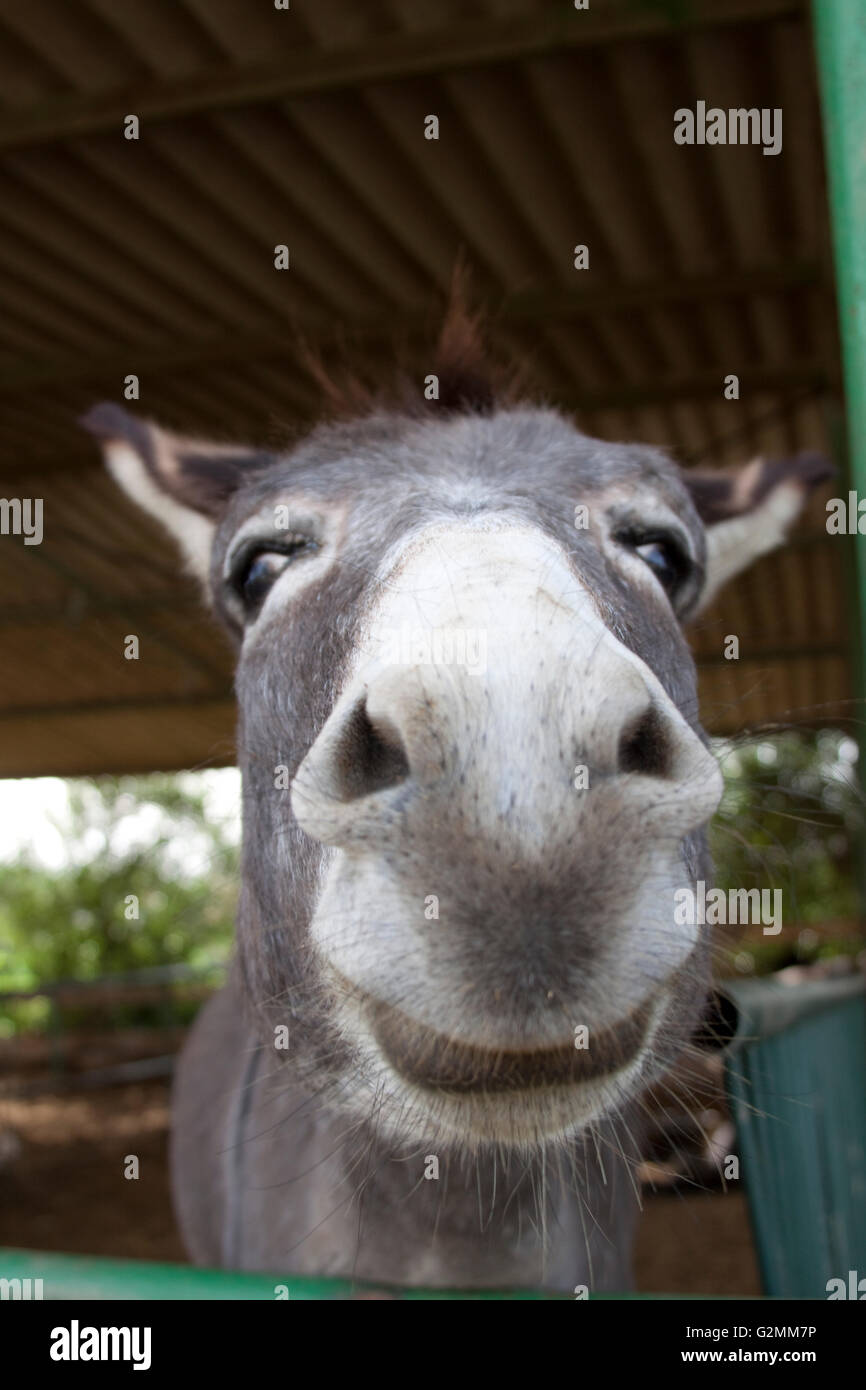 Donkey Face Smiling