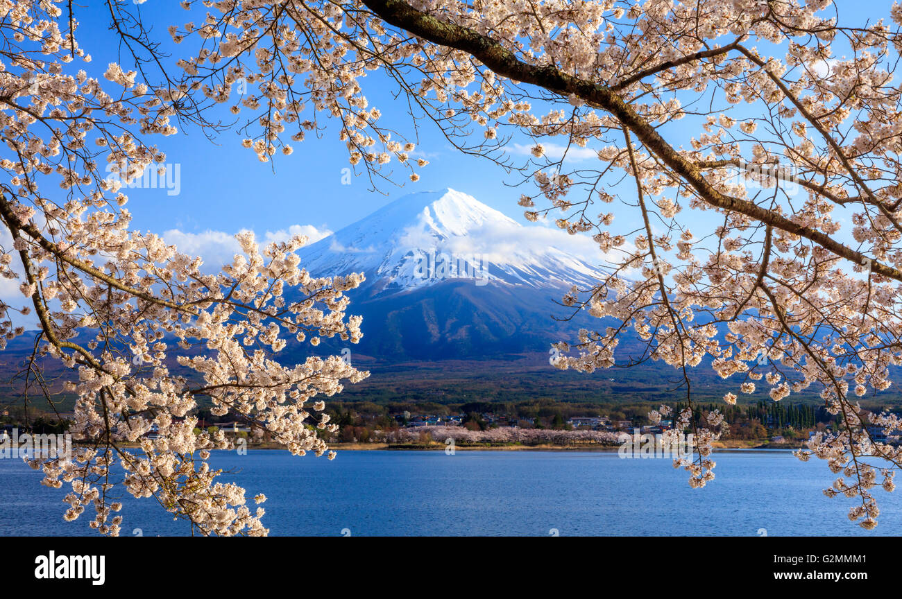 Mt.Fuji and Cherry Blossom at lake Kawaguchiko,Yamanashi,Japan Stock Photo