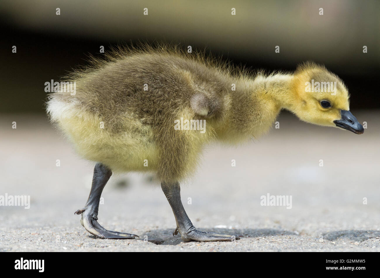 Canadian Geese chicks with their yellow fluffy feather down. Stock Photo