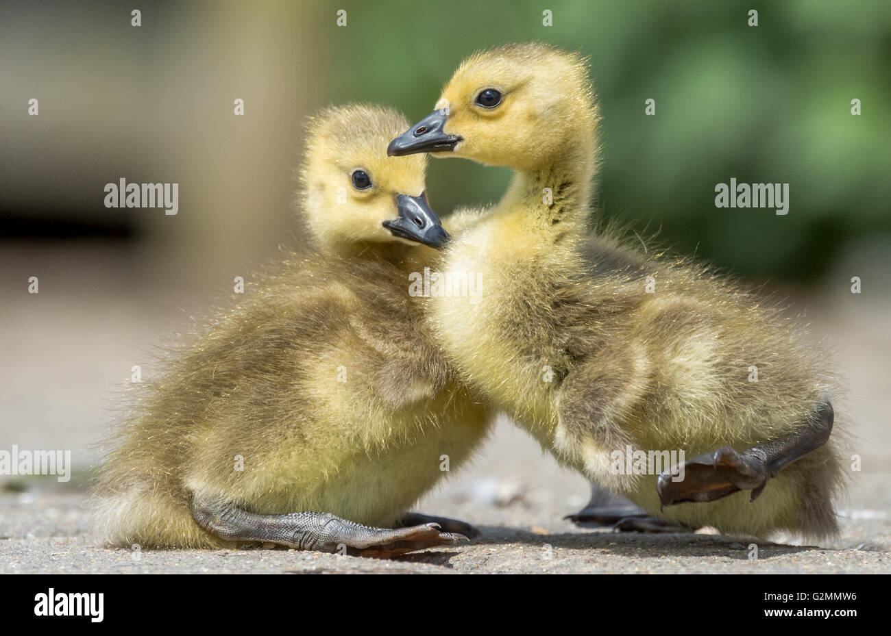 Canadian Geese chicks with their yellow fluffy feather down. Stock Photo