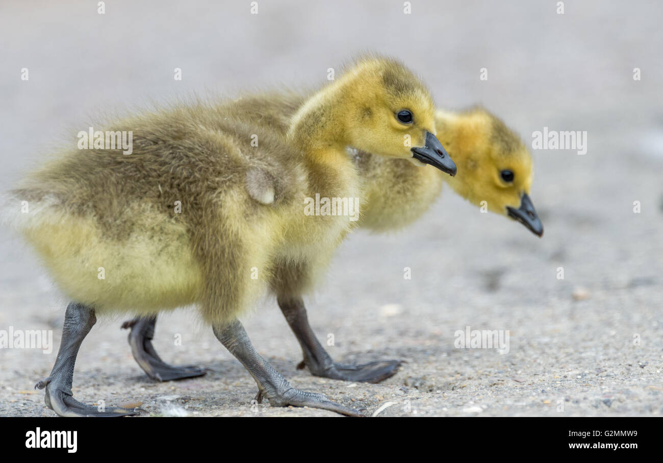 Canada Geese chicks with their yellow fluffy feather down. Stock Photo