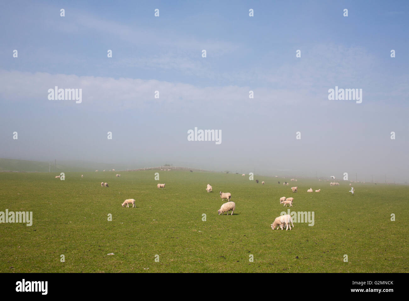 Sheep in a field near Marshall Meadows in Northumberland. Stock Photo