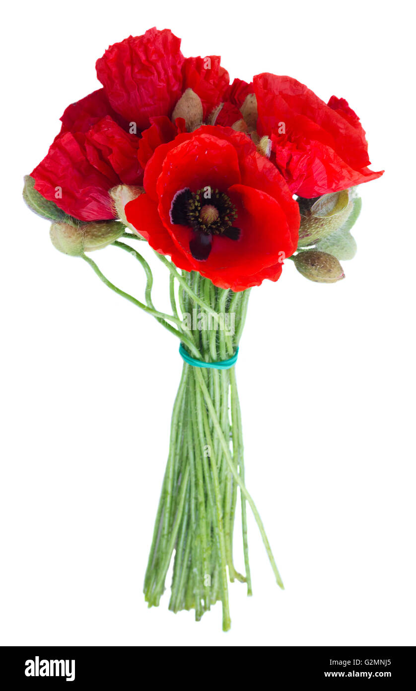 Fresh wild red poppy Cut Out Stock Images & Pictures - Alamy