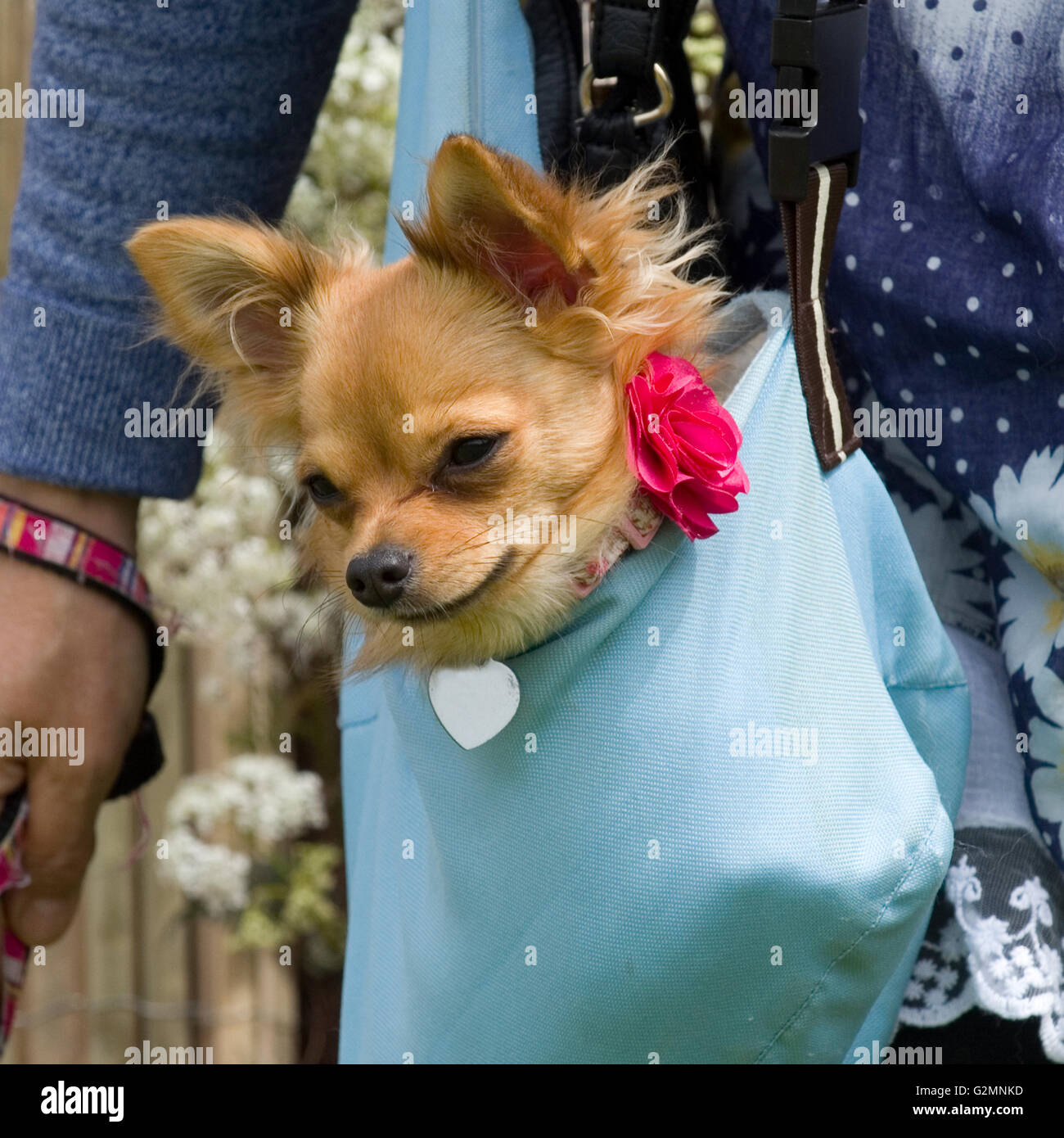 chihuahua in a handbag Stock Photo - Alamy