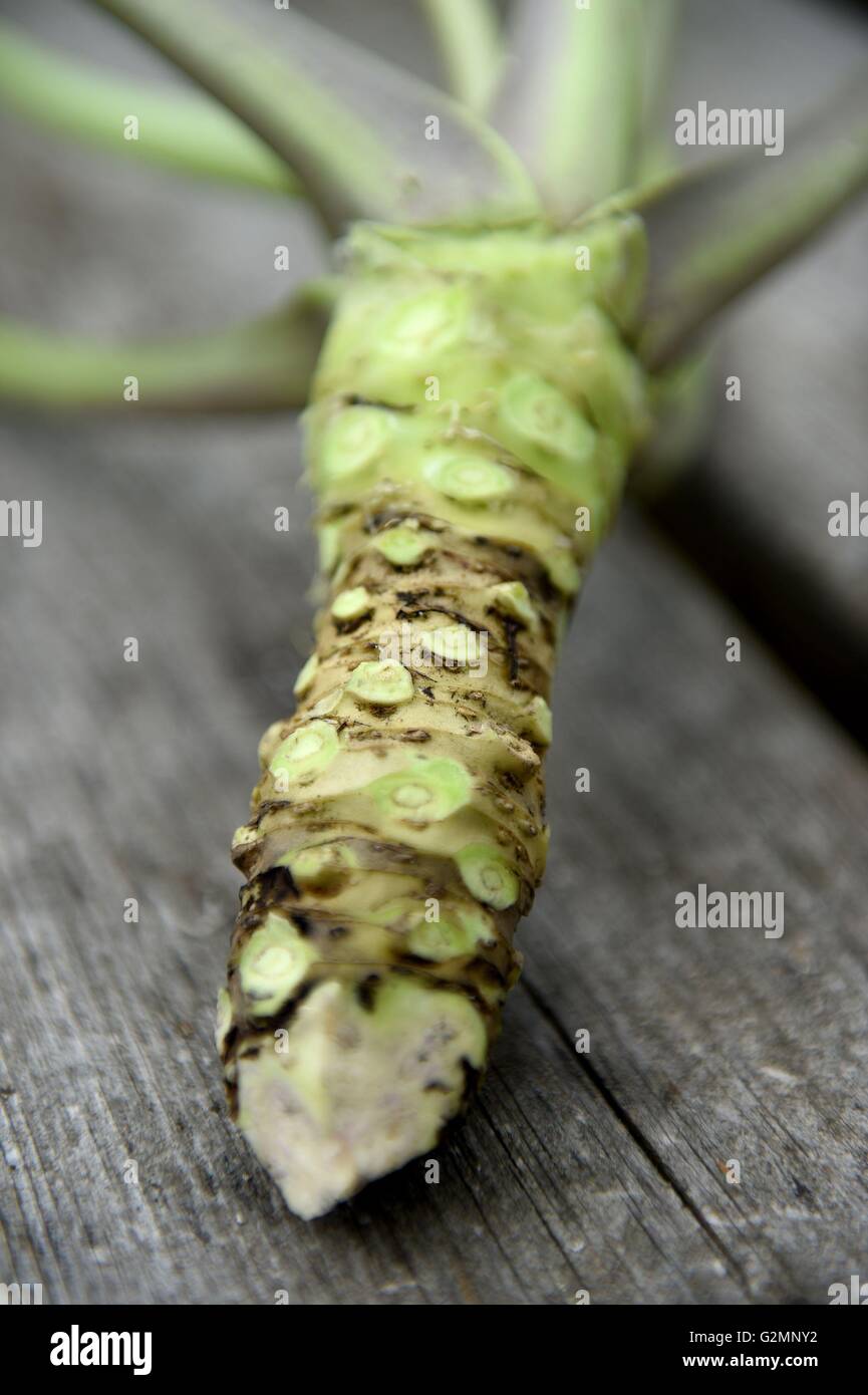 The rhizome of trimmed harvested wasabi plant which was grown on one of