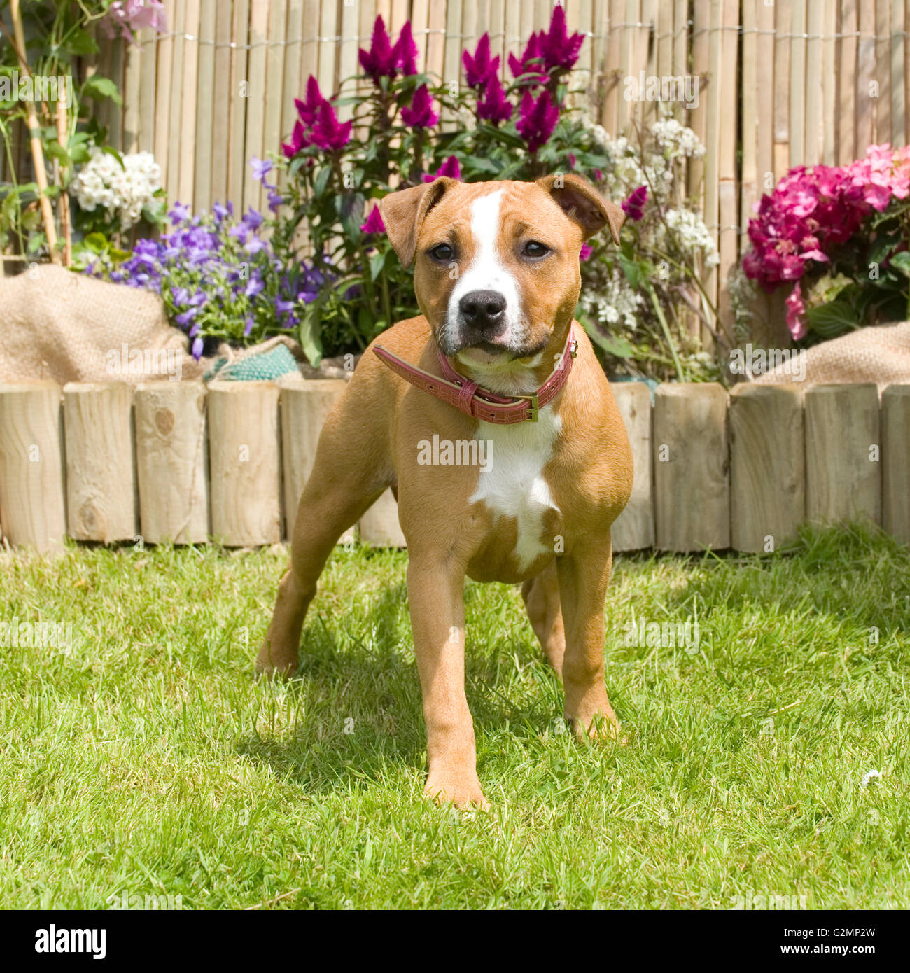 bull terrier beige