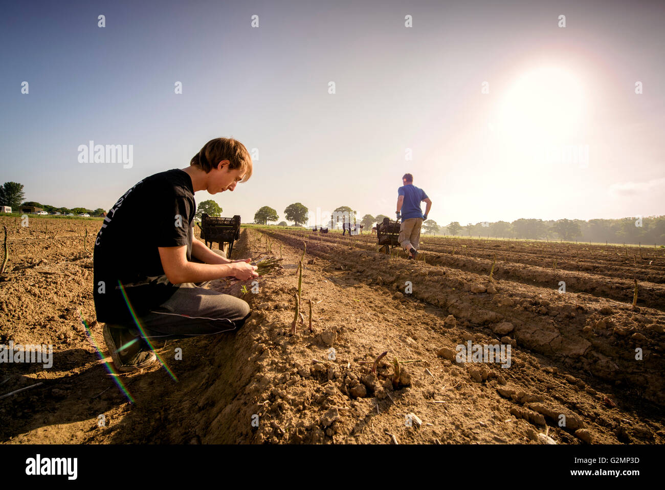 Freshlycut asparagus at South Brockwells Farm, Little Horsted, near