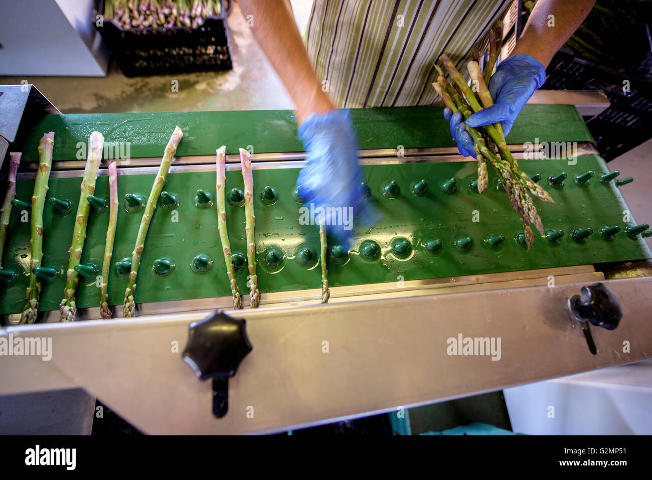 Asparagus officinalis soil hires stock photography and images Alamy