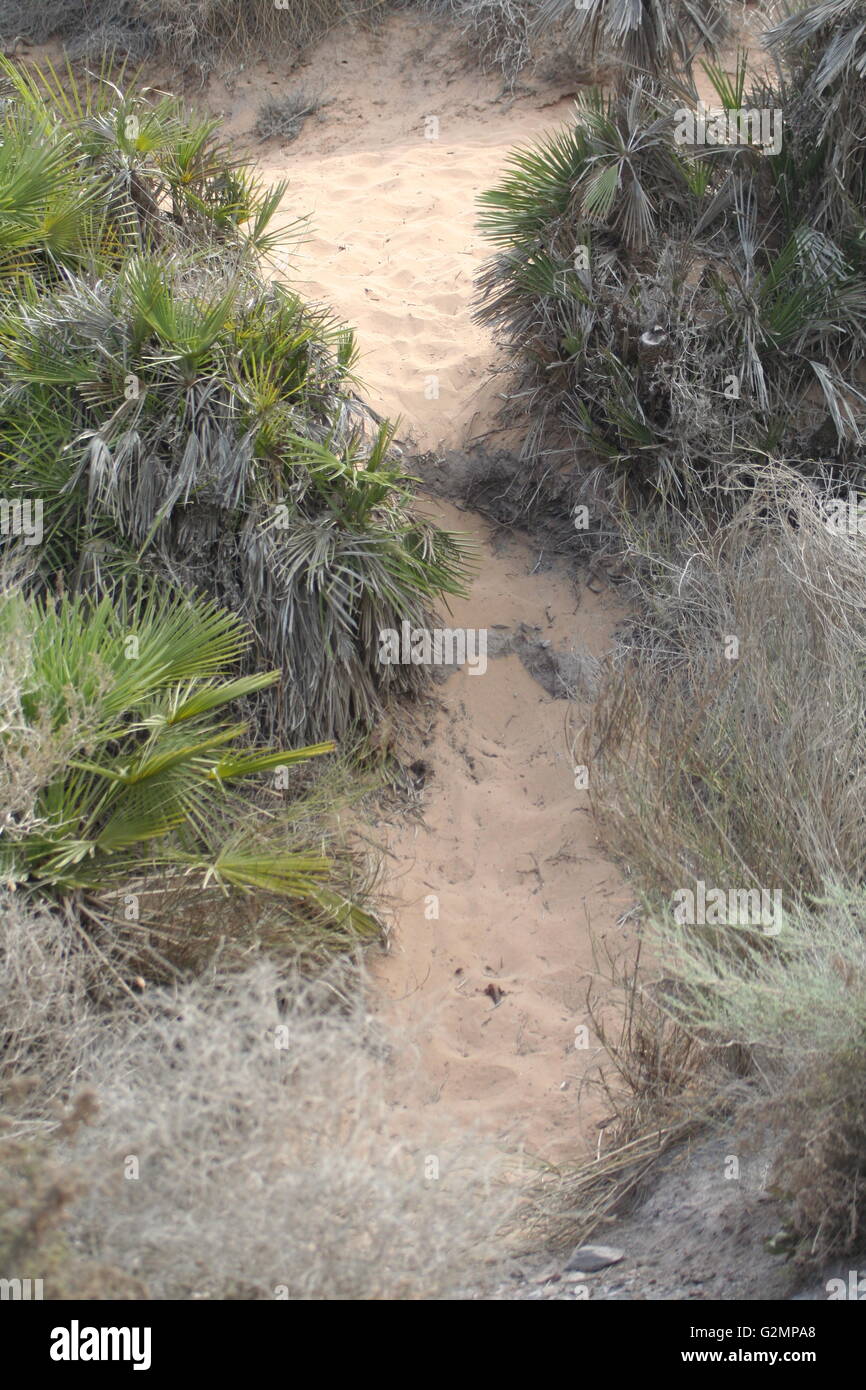 A sandy path in nature Stock Photo - Alamy
