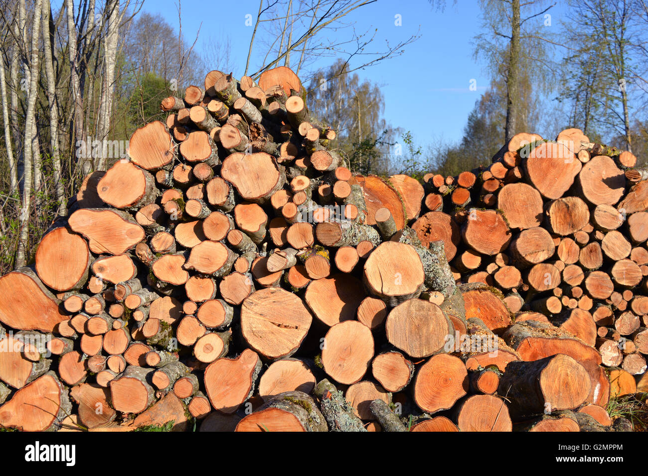 alder firewood log stack in early spring Stock Photo - Alamy