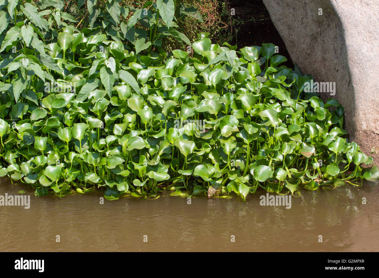 Eichornia crassipes in dirty river, India, Andaman islands. Water hyacinth Stock Photo