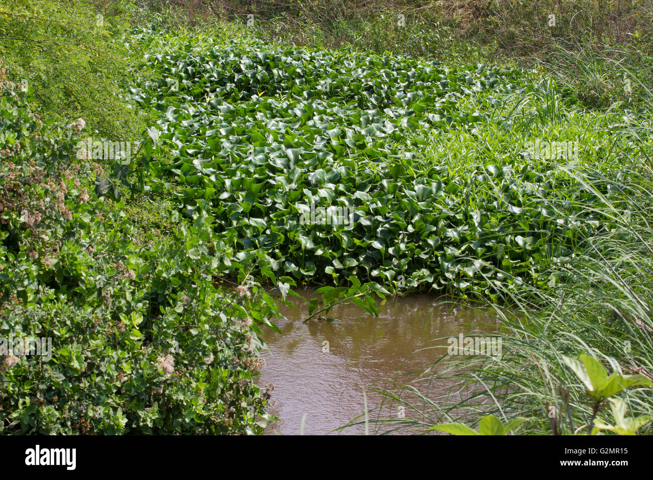 Eichornia crassipes in dirty river, India, Andaman islands. Water hyacinth Stock Photo