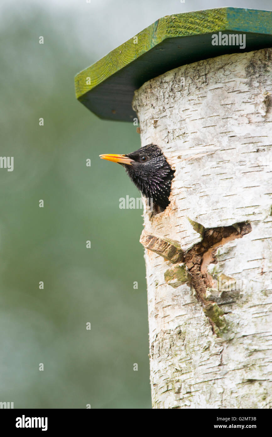 Starling (Sturnus vulgaris) looks out of nestbox, Emsland, Lower Saxony, Germany Stock Photo