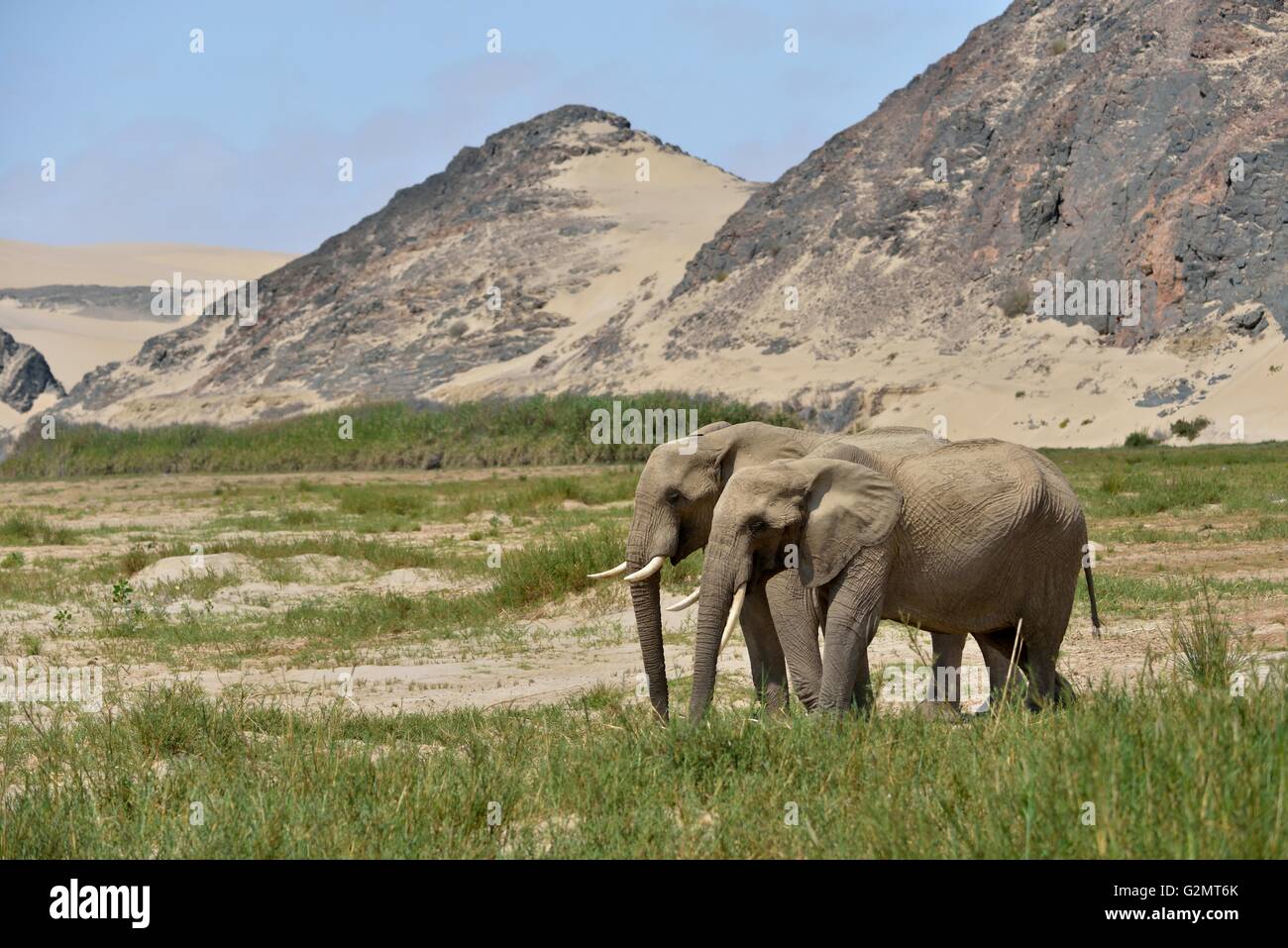desert elephant stockx