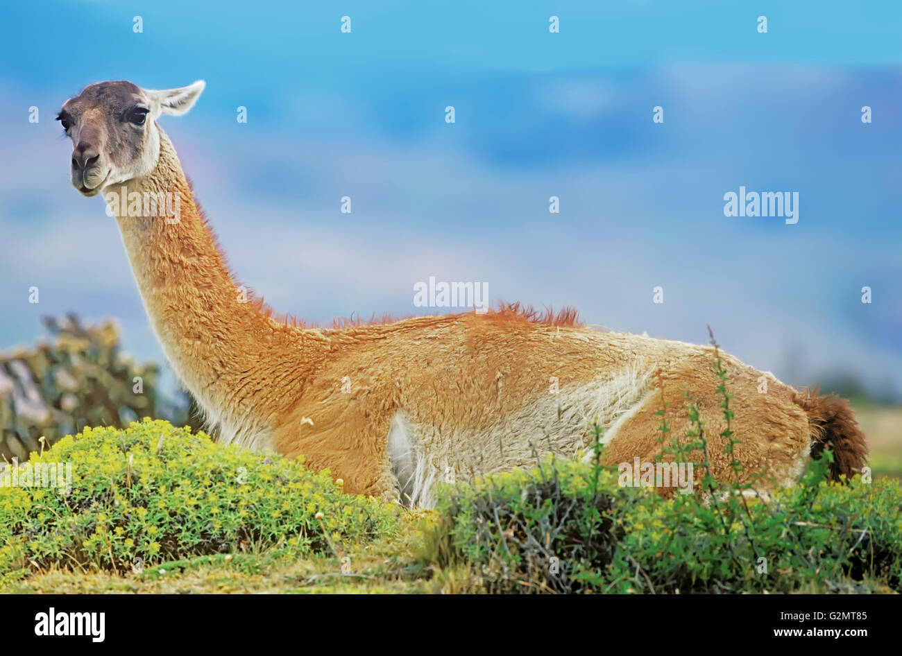 Guanaco (Lama guanicoe), sitting on floor, Torres del Paine National Park, Patagonia, Chile Stock Photo