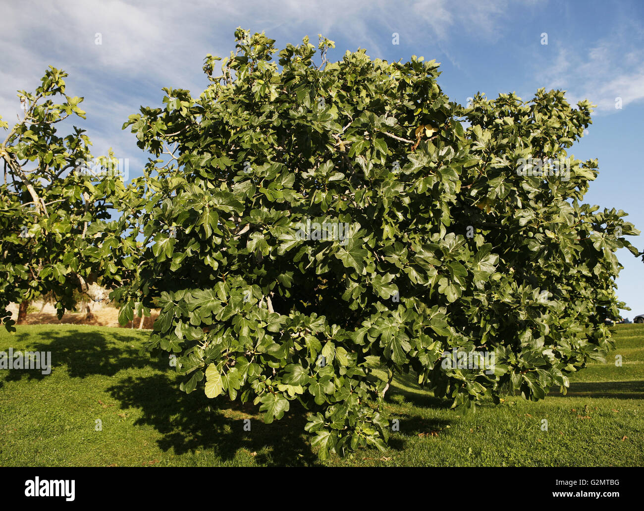 Common fig tree hires stock photography and images Alamy