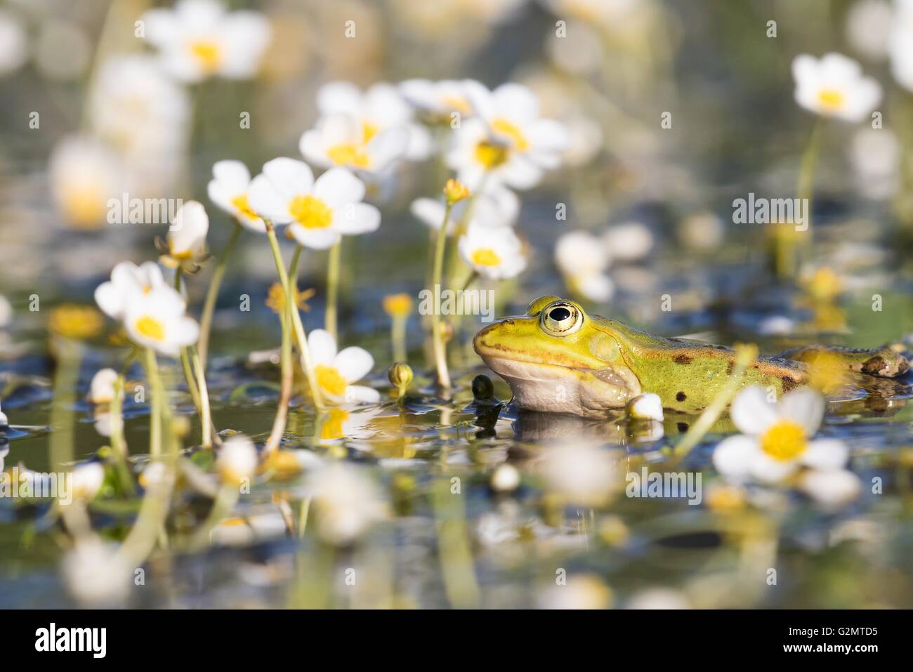 Edible frog (Pelophylax kl. esculentus) in pond amongst white water-crowfoot (Ranunculus aquatilis), Hesse, Germany Stock Photo