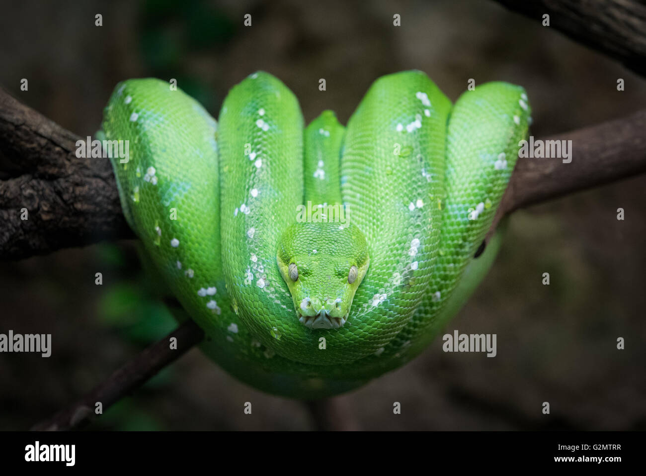 Green Tree Python (Chondropython viridis) on a branch, captive Stock Photo