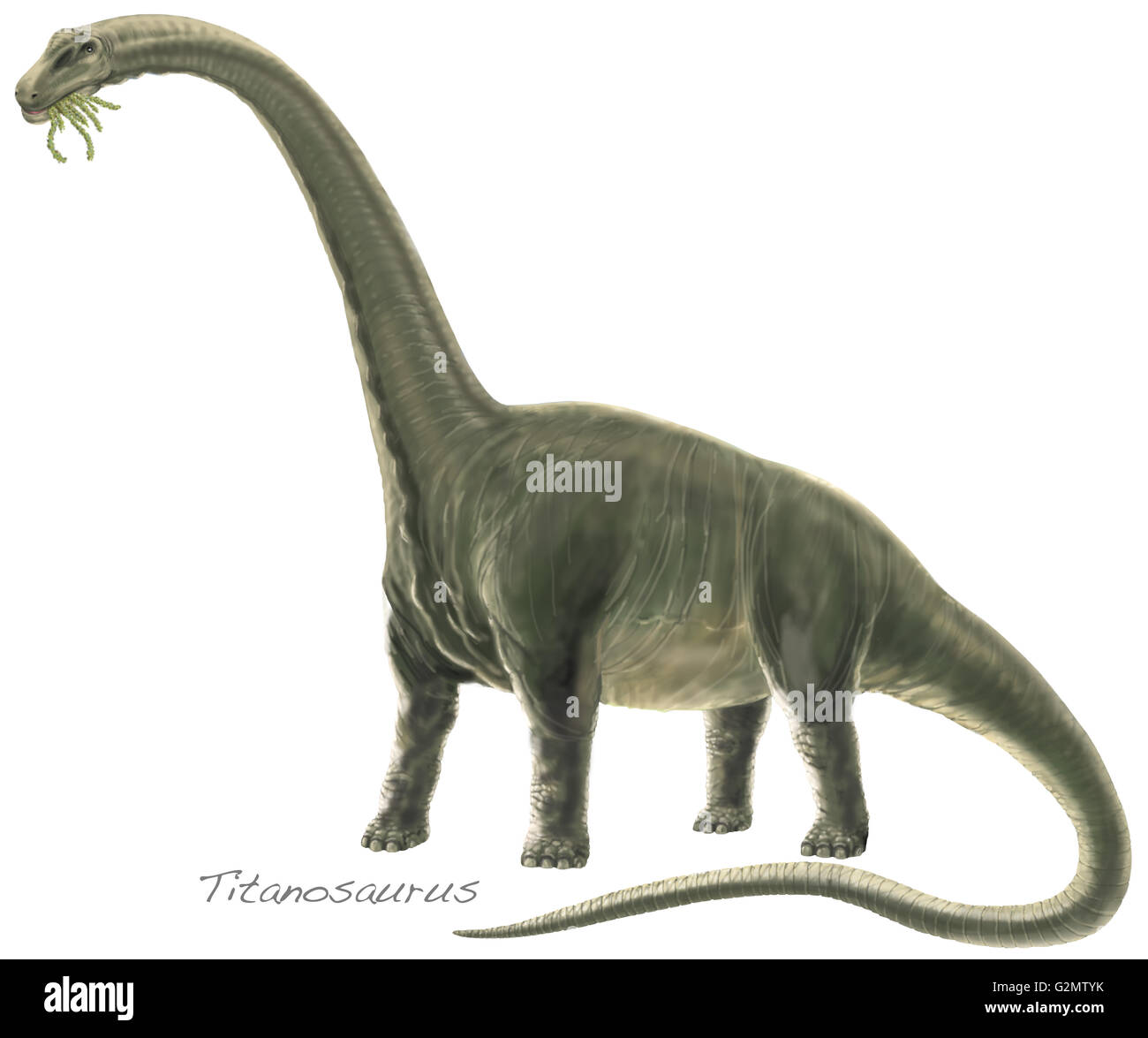Titanosaur Argentinosaurus cut-out (in full colour). Stock Photo