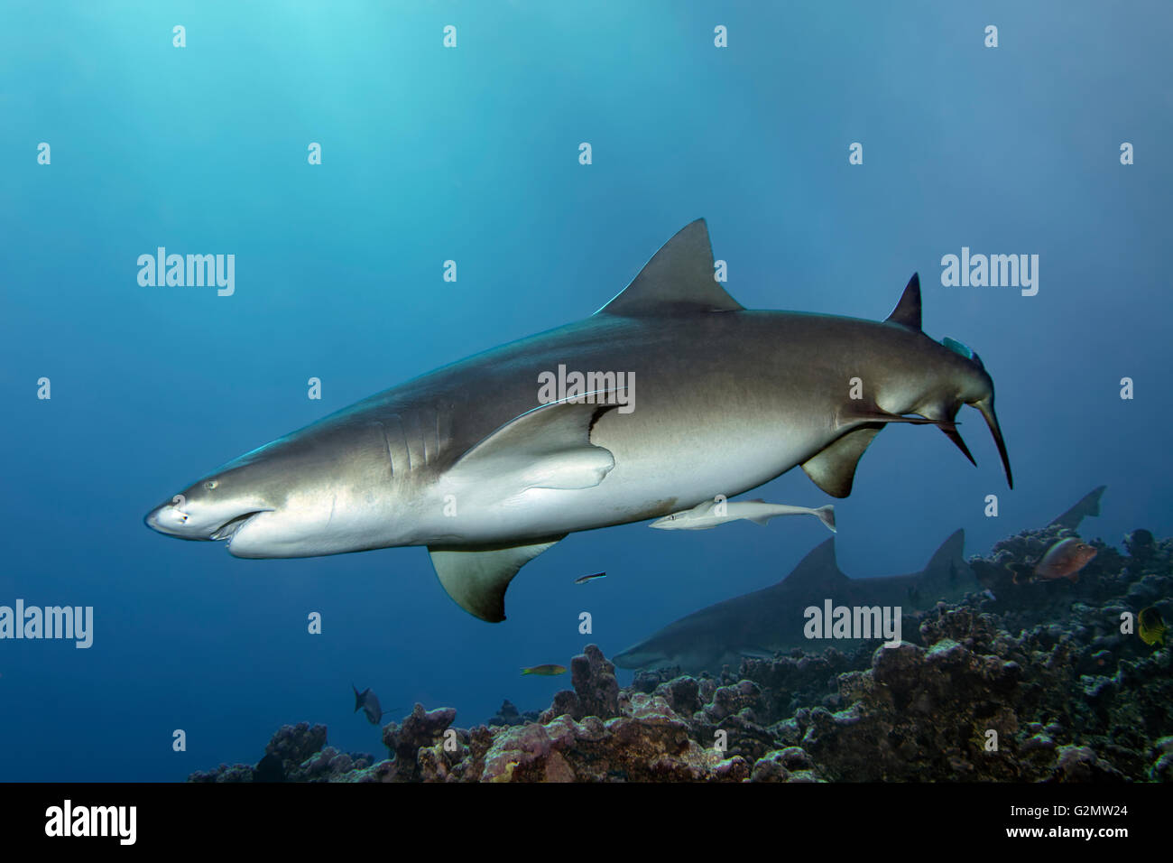 Sicklefin lemon shark (Negaprion acutidens) swimming above coral reef
