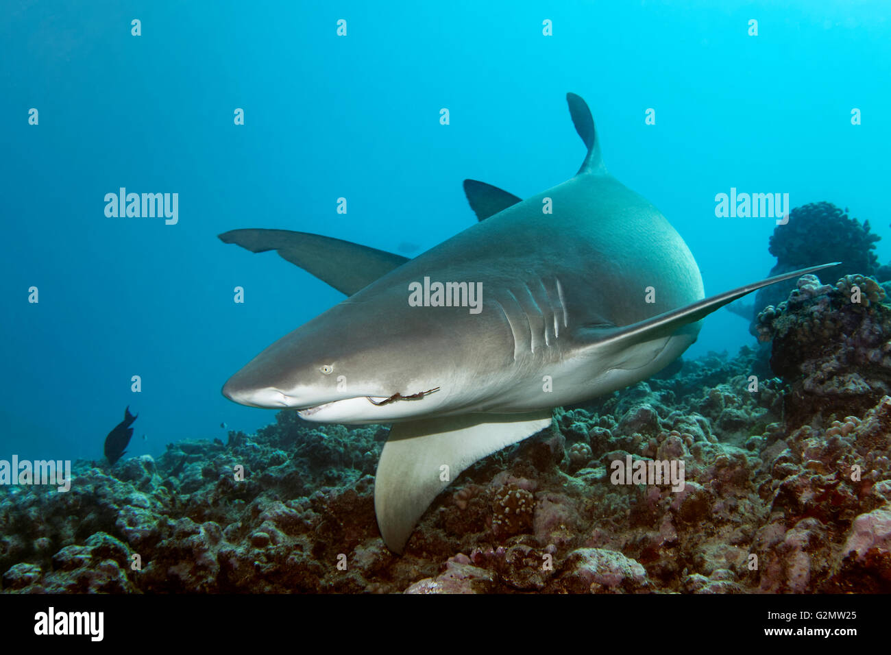 Sicklefin lemon shark (Negaprion acutidens) swimming over coral reef, fishhook in mouth, Great Barrier Reef, Queensland, Cairns Stock Photo