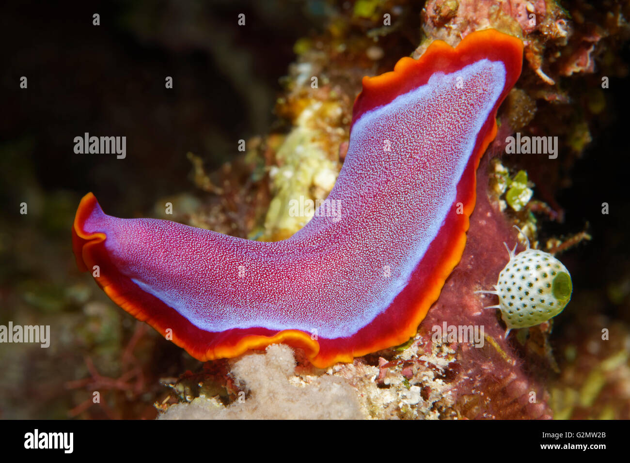 Fuchsia flatworm (Pseudoceros ferrugineus), Great Barrier Reef, Queensland, Cairns, Pacific Ocean, Australia Stock Photo