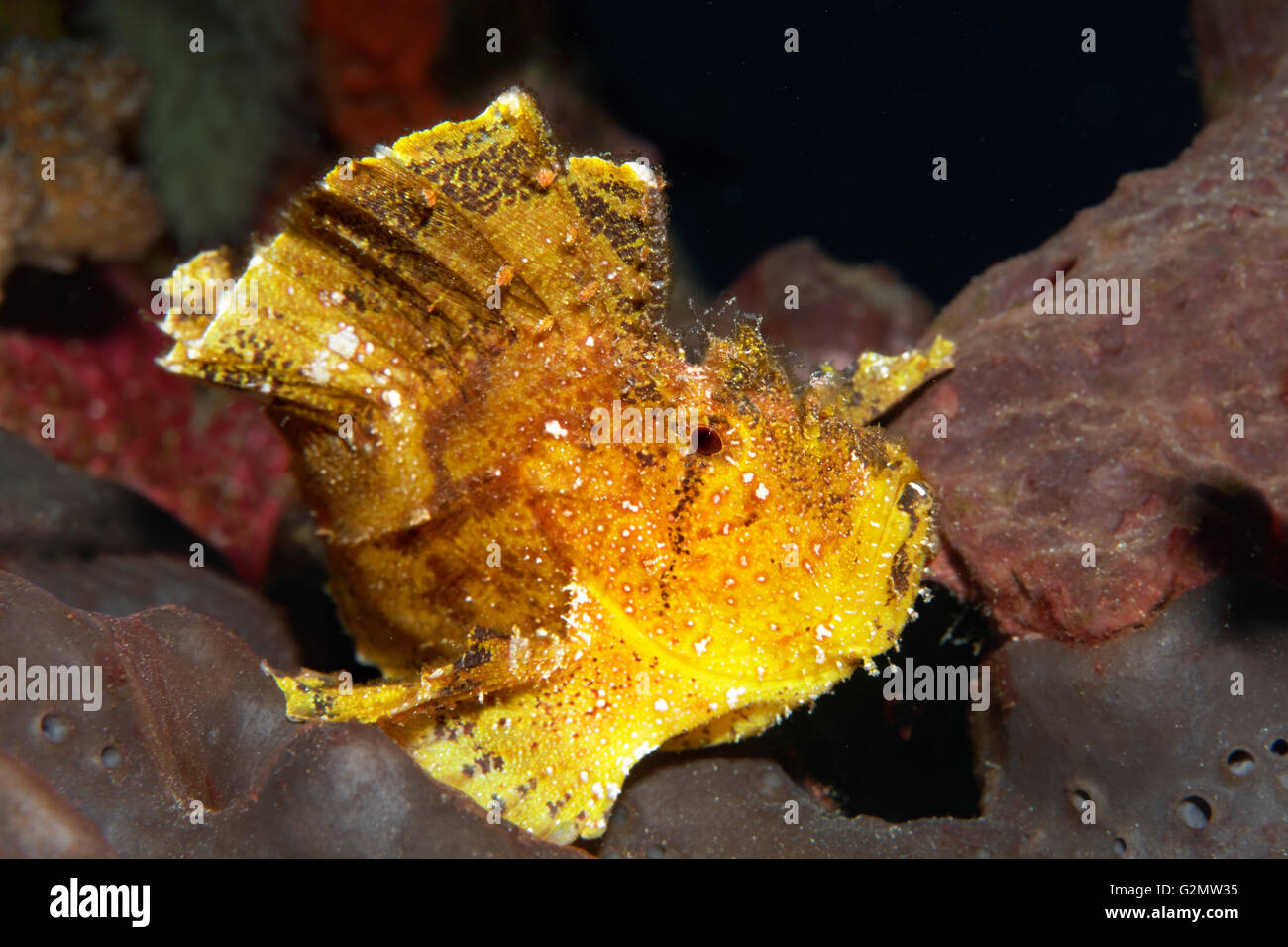 Leaf scorpionfish or paperfish (Taenianotus triacanthus), yellow, Great Barrier Reef, Queensland, Cairns, Pacific Ocean Stock Photo