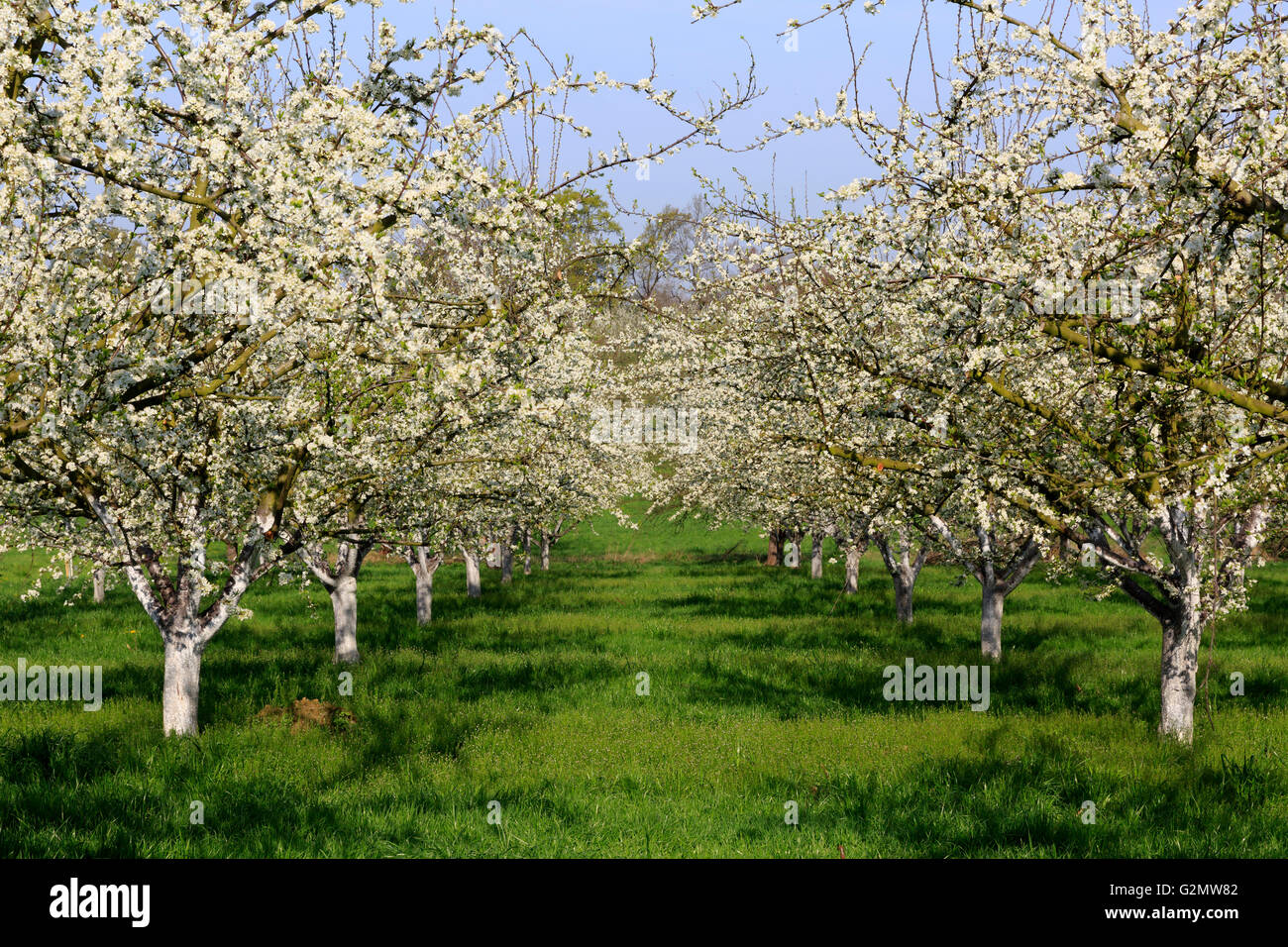 Spring orchard hi-res stock photography and images - Alamy