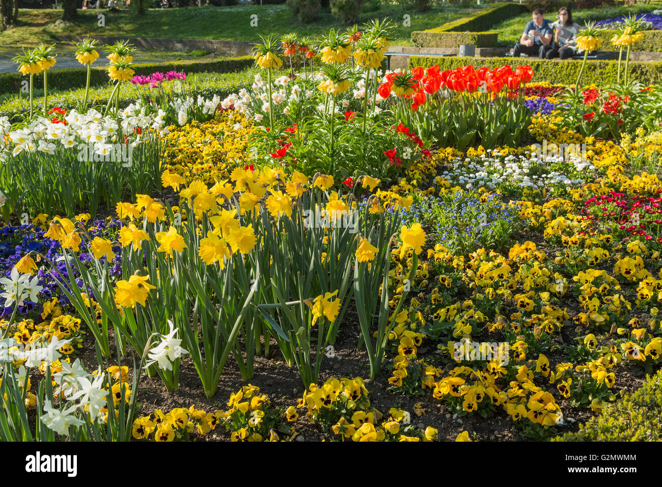 Crown imperial flower in yellow color in multicolor flowerbed with other flowers  in the park in spring sunny day Stock Photo