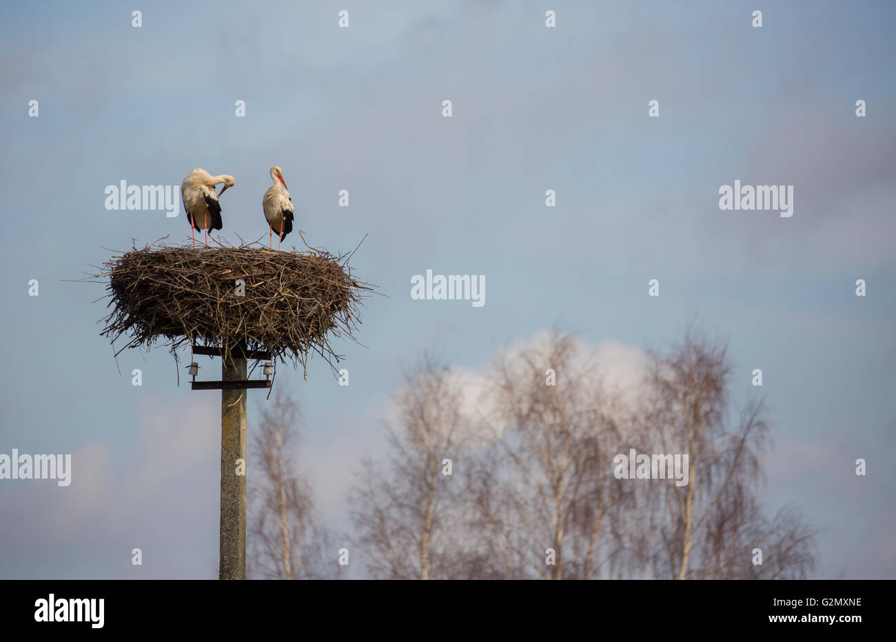 Couple of storks are standing in the nest on the electric pole Stock Photo