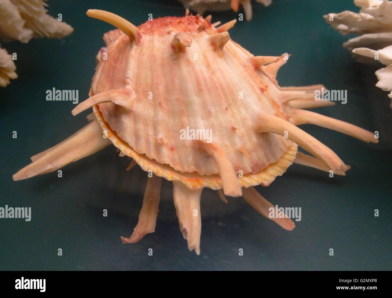 Edible bivalves hires stock photography and images Alamy