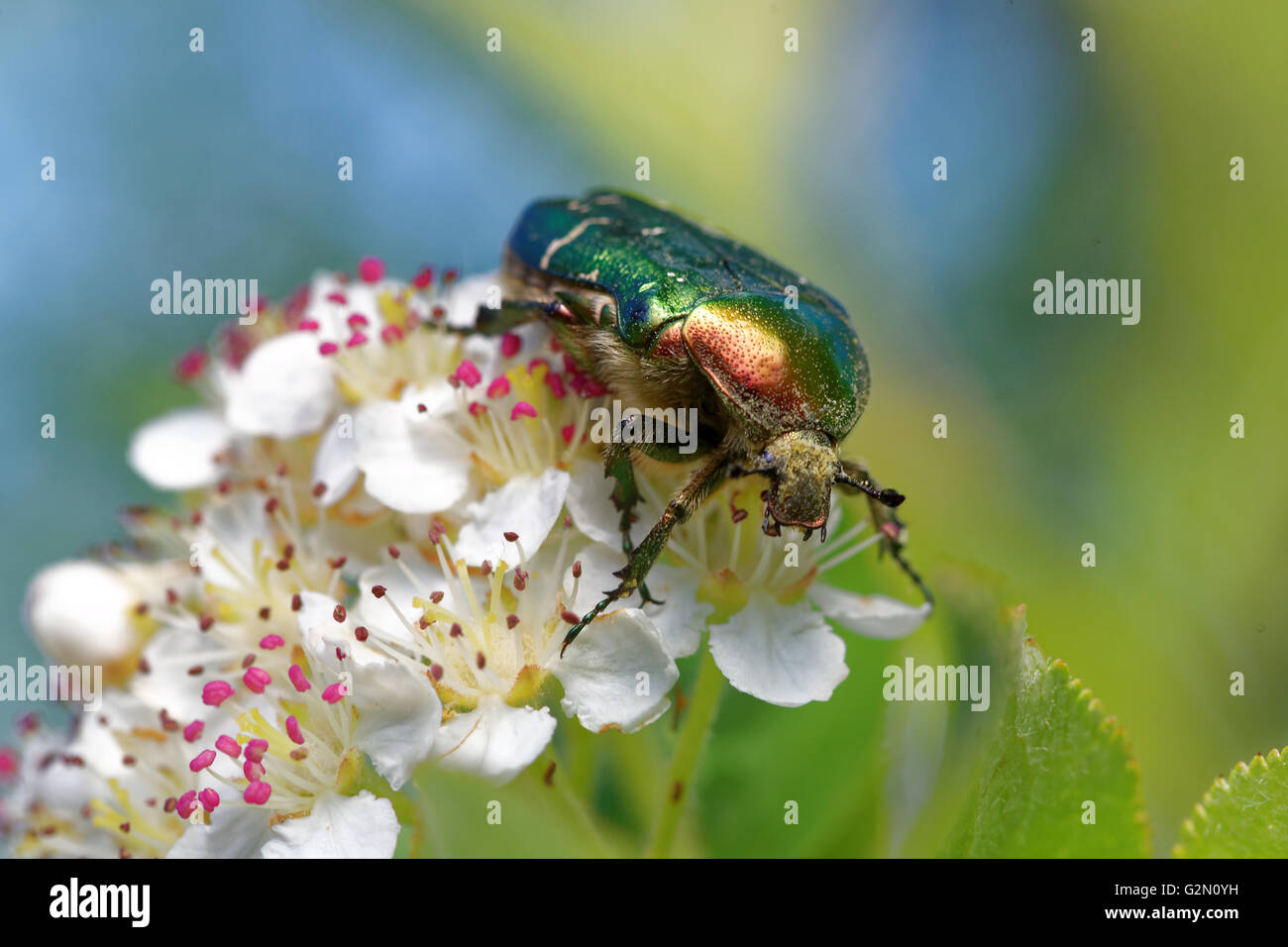 Rose chafer (Cetonia aurata) feeding on flowers of chokeberries. Stock Photo