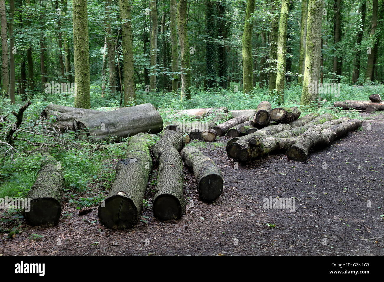 Natural Timber Decay In Grounds St Fagans Castle Welsh - 