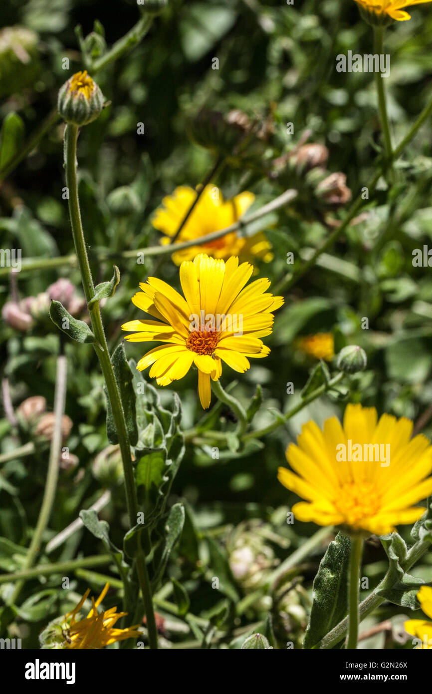 Calendula officinalis Stock Photo