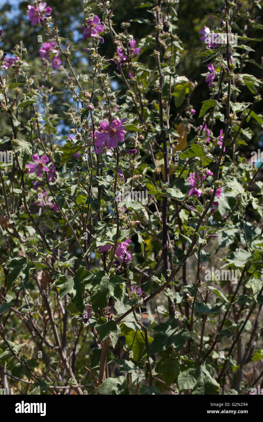 Malva veneta;arborea;arborea ;endromorpha; Stock Photo