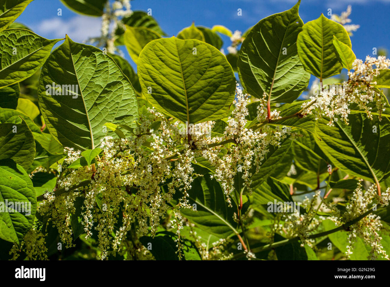 Prunus lusitanica Stock Photo