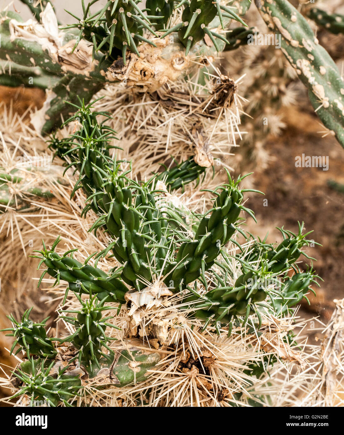 Opuntia rosea Stock Photo