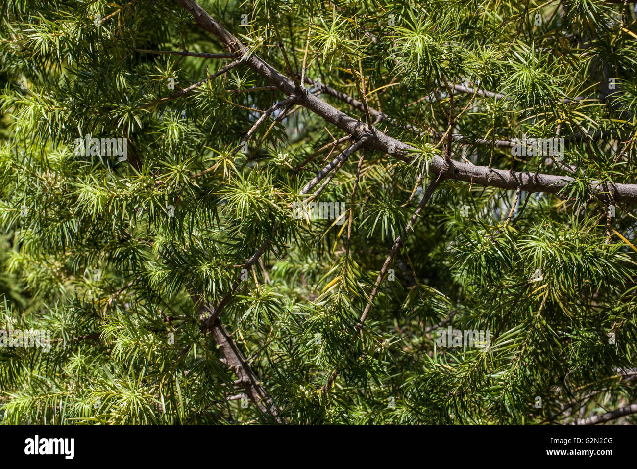 Podocarpus SSP Stock Photo