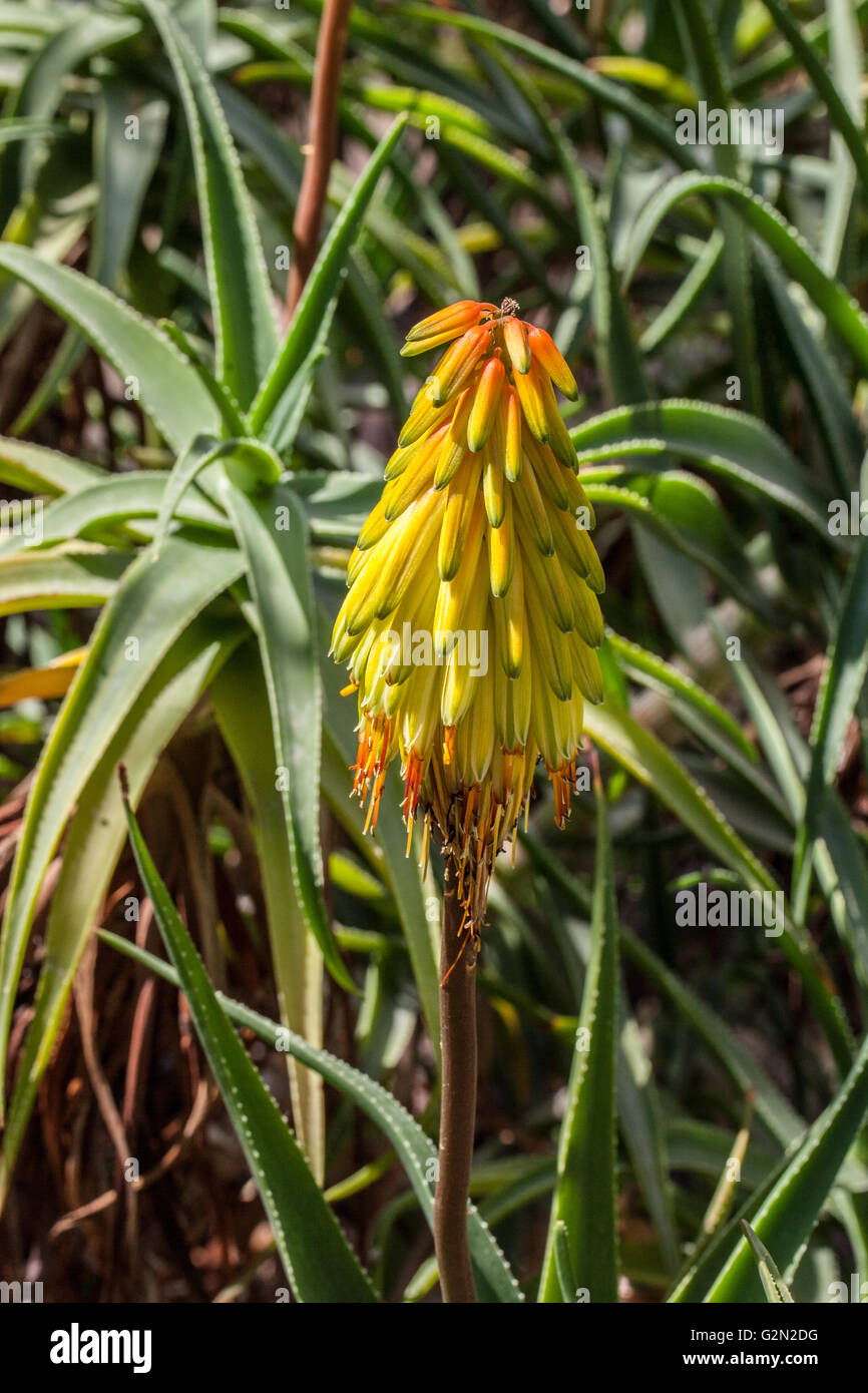 Aloe striatula Stock Photo