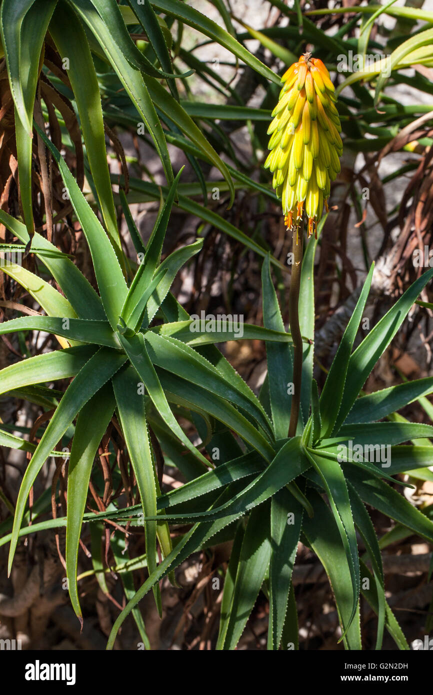 Aloe striatula Stock Photo